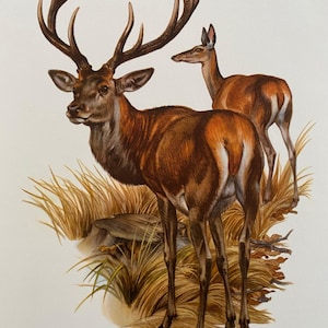 May include: A detailed illustration of a red deer stag and doe standing in a field of tall grass. The stag has large antlers and a brown coat with white spots. The doe has a smaller, more delicate build and a reddish-brown coat. The image is titled "LE CERF COMMUN - Cervus elaphus".