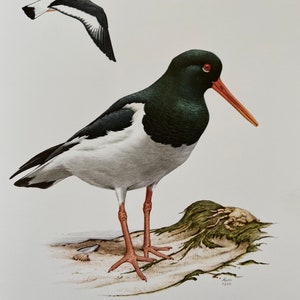 EURASIAN OYSTERCATCHER bird print. Antique natural sciences and biology print. Home decor wall art ornithology from 1960s