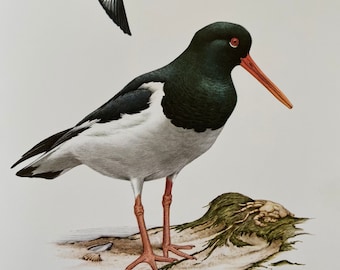 EURASIAN OYSTERCATCHER bird print. Antique natural sciences and biology print. Home decor wall art ornithology from 1960s