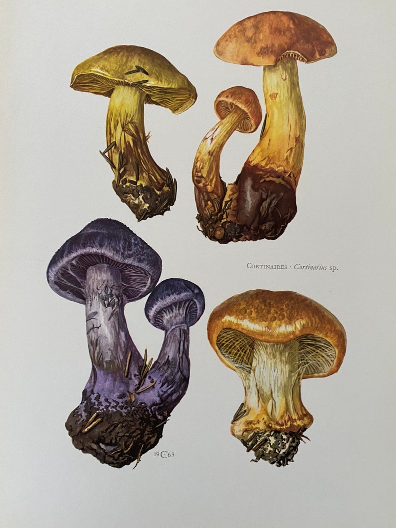 CORTINARIUS AGARICS mushroom print. Antique and vintage biology and nature lithograph. Spore illustration and poster from 1960s image 1