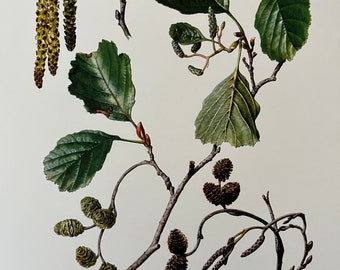 COMMON ALDER botanical print. Antique and vintage natural sciences and biology lithography. Plant illustration and wallart from 1960s