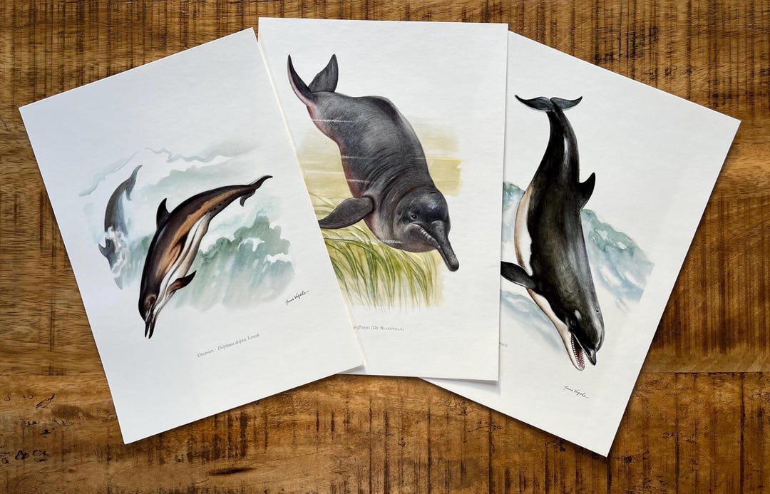 3 X 1960s Vintage DOLPHIN Animal Print Set With Common Dolphin, Amazon ...