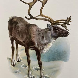 Reno caribú, litografía antigua y vintage de zoología y biología, ilustración de vida salvaje y arte mural de los años 60