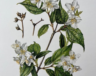 Vintage Dogwood Print, 1960s Botanical Illustration