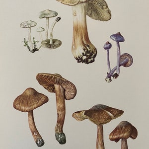 INOCYBE mushroom print. Antique and vintage natural sciences and spore print. Home decor wall art from 1960s image 1