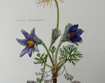 PASQUEFLOWER botanical print. Antique and vintage natural sciences and biology lithography. Plant illustration and wallart from 1960s