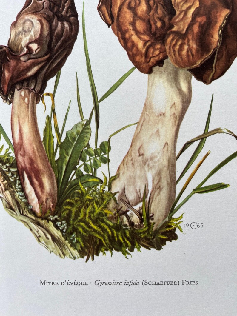 Don Infulas Vintage Morel Mushroom Print, 1960s Biology Illustration - Etsy