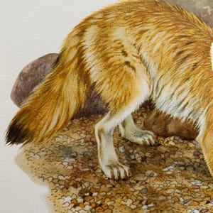 Op de afbeelding: Een close-up van de achterpoten en staart van een vos. De vos staat op een bedje van kleine, bruine kiezelsteentjes. De vacht van de vos is een mix van oranje en wit.