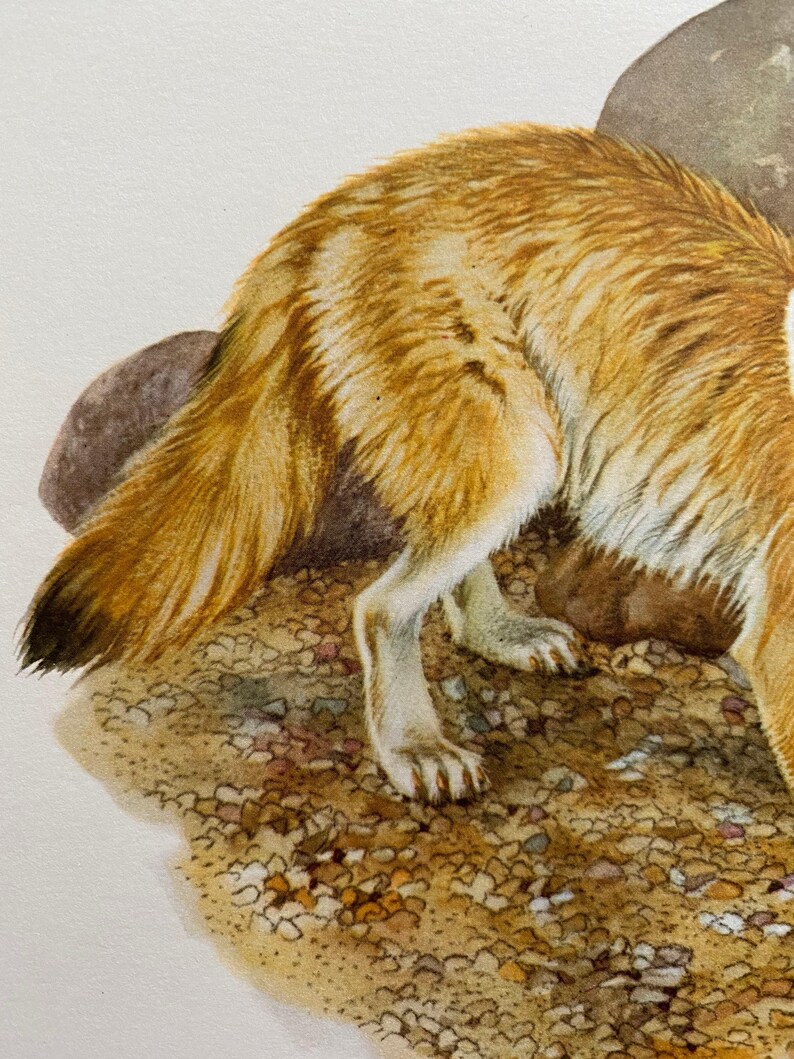 Op de afbeelding: Een close-up van de achterpoten en staart van een vos. De vos staat op een bedje van kleine, bruine kiezelsteentjes. De vacht van de vos is een mix van oranje en wit.
