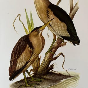 Grabado de avetorillo común. Litografía antigua y vintage de ornitología y biología. Ilustración y póster de vida salvaje de los años 60.