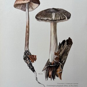 1960 Vintage Oudemansiella Pilzdruck. antike Biologie und Natur Lithographie. Sporen Illustration und Poster