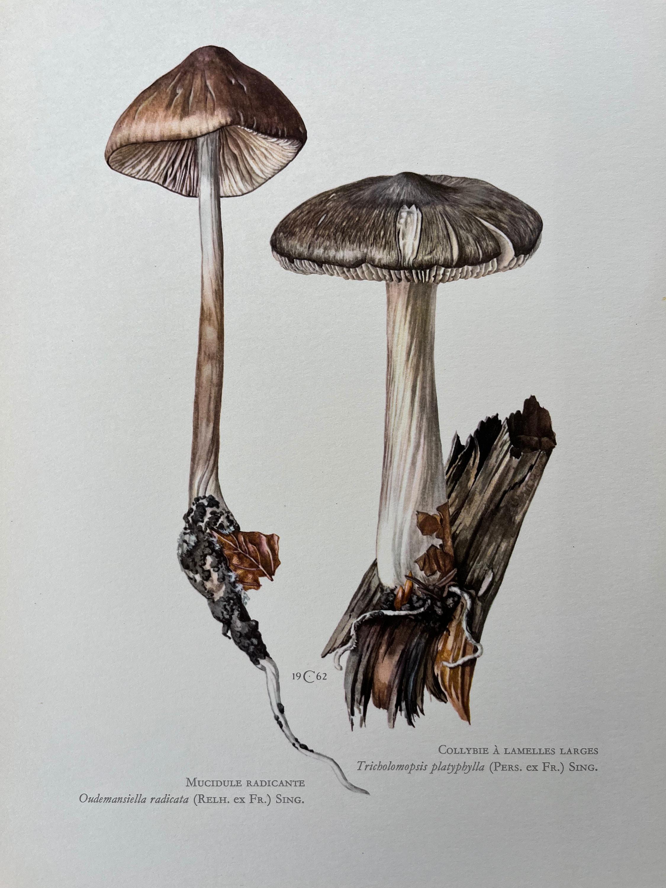 1960 vintage oudemansiella mushroom print. antique biology and nature lithograph. spore illustration and poster