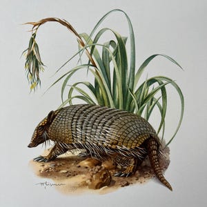 Six-banded armadillo animal print. antique and vintage natural sciences and zoology lithography. wildlife illustration and wallartfrom 1960s