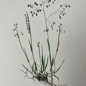 Briza media の草の植物プリント。ヴィンテージの花と植物のリトグラフ。1960 年代のイラストと壁アート