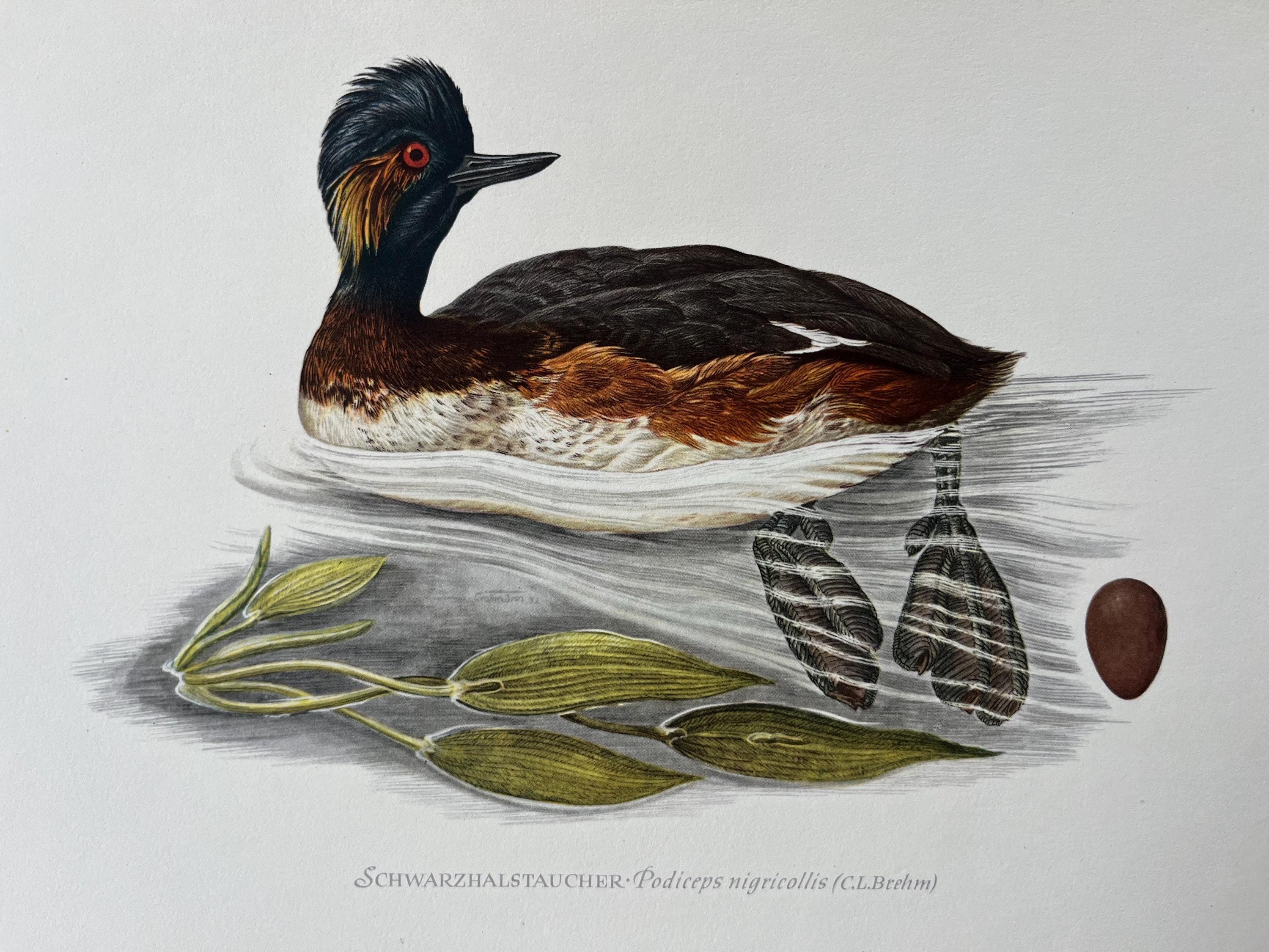 Pied-billed grebe bird species description, image size:3000x2250