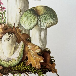 GREEN-CRACKING RUSSULA mushroom print. Antique biology and nature lithograph. Spore illustration and poster from 1960s image 3