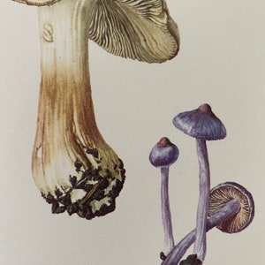 INOCYBE mushroom print. Antique and vintage natural sciences and spore print. Home decor wall art from 1960s image 2