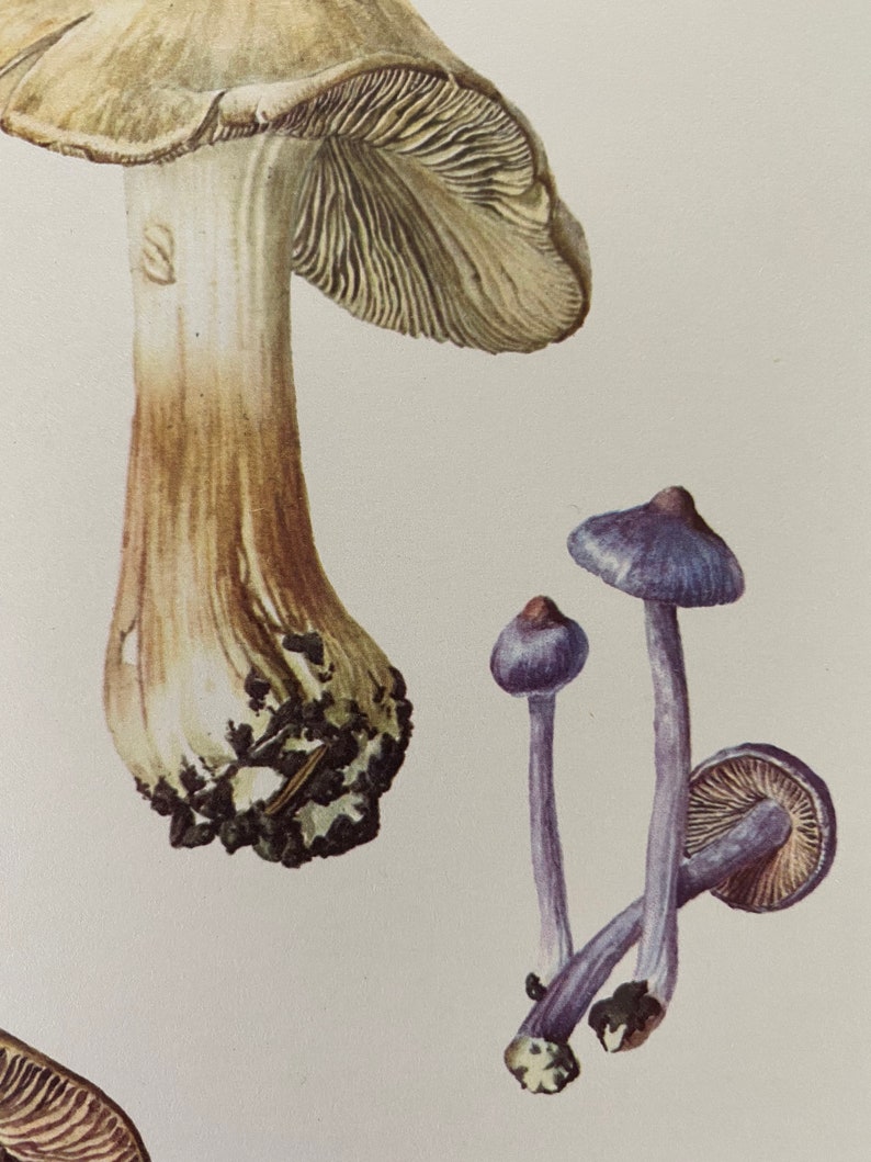 INOCYBE mushroom print. Antique and vintage natural sciences and spore print. Home decor wall art from 1960s image 2