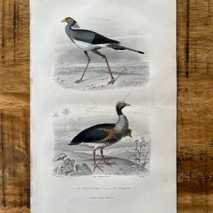 Antique Secretarybird and screamer bird print from 1850. Original and rare ornithology and natural history steel engraving Buffon.