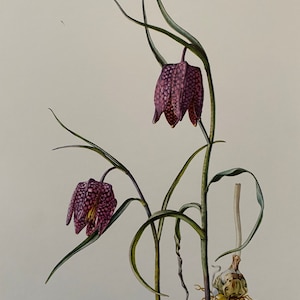 Lámina botánica de la fritillaria cabeza de serpiente. Litografía antigua de ciencias naturales y biología. Ilustración vegetal y decoración mural de los años 60.