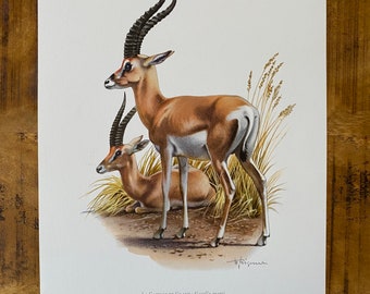 オーストラリアの動物相　マイヤー百科事典　1897年　ドイツ　アンティーク　版画 鳥のアンティークプリント 博物画 (The Natural History of