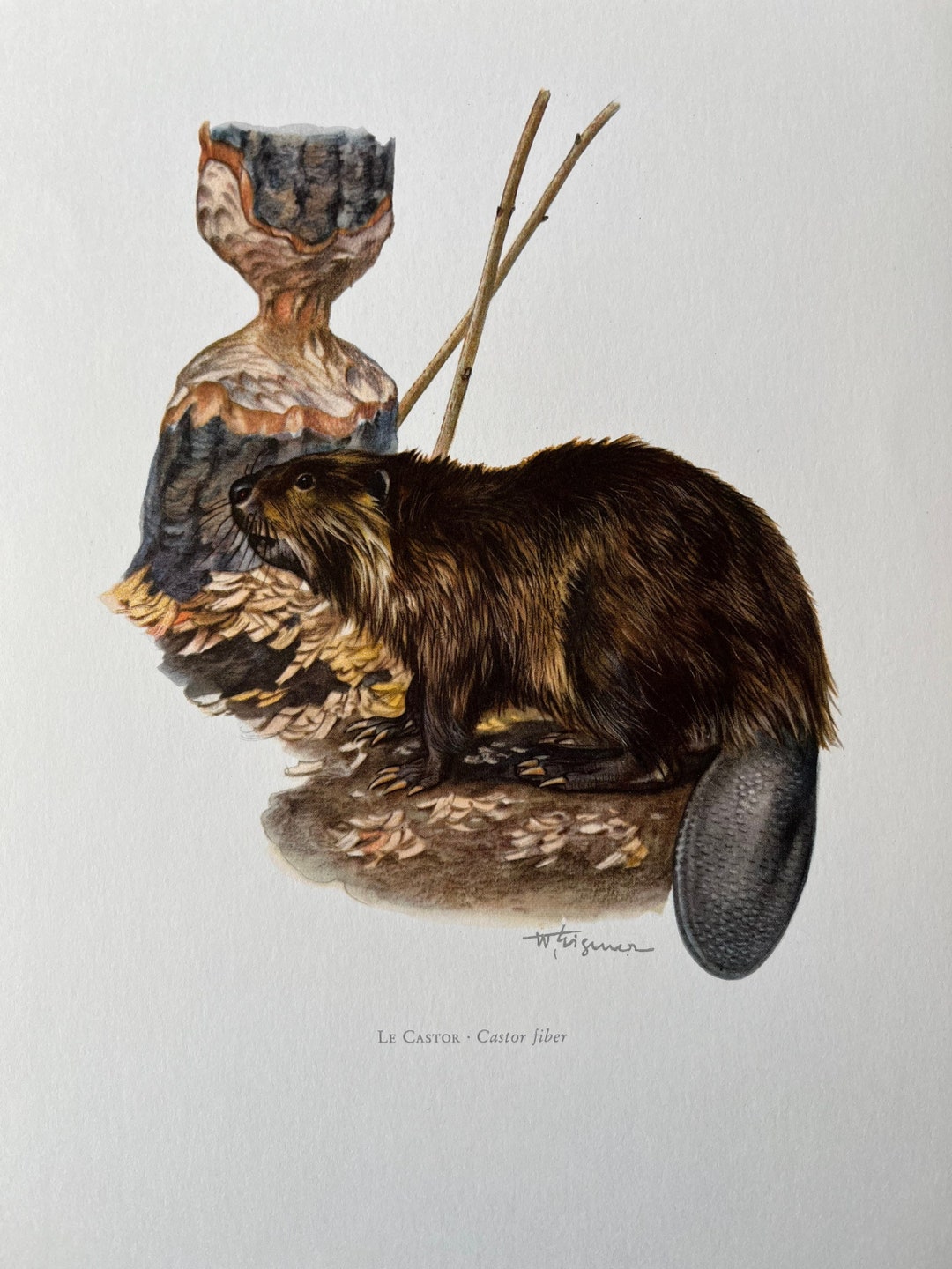 Vintage Beaver Print, 1960s Zoology Lithograph - Etsy