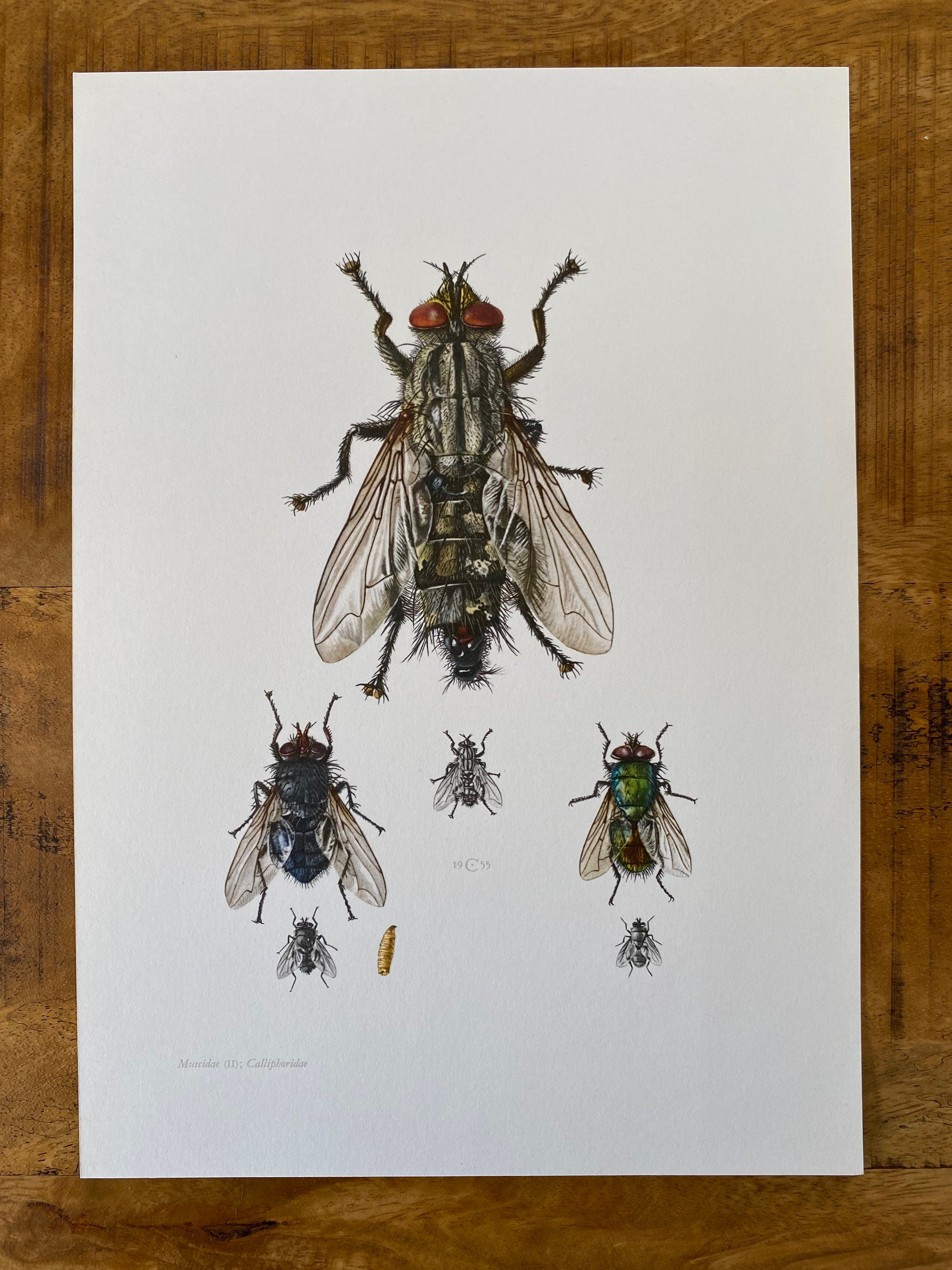HOUSE FLY Print. Bugs Illustrations. Insect Print. Entomology. Natural ...