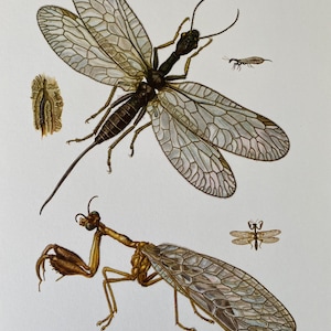 Puede incluir: Dos ilustraciones detalladas de insectos con alas delicadas y veteadas. El insecto superior es negro con patas largas y un cuerpo largo y delgado. El insecto inferior es marrón con un cuerpo largo y delgado y ojos grandes y prominentes. Ambos insectos se representan sobre un fondo blanco.