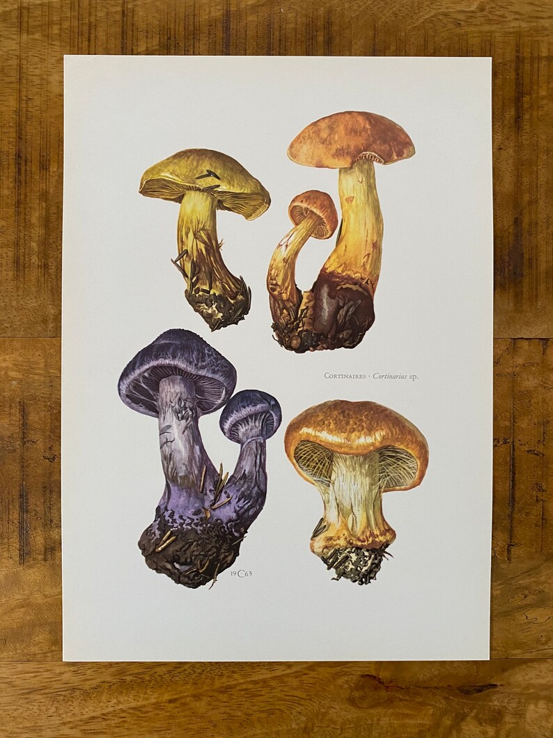 CORTINARIUS AGARICS mushroom print. Antique and vintage biology and nature lithograph. Spore illustration and poster from 1960s image 5