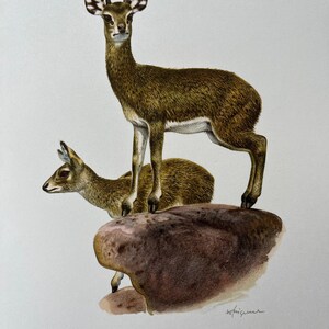 Klipspringer antelope animal print. antique and vintage natural sciences and zoology lithography. wildlife illustration and wallart
