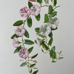 May include: Botanical illustration of morning glory flowers. The image features pink and white striped flowers, green leaves, and stems. The text "Petit Liseron - Convolvulus arvensis L." is at the bottom. The illustration is signed "19 C69".