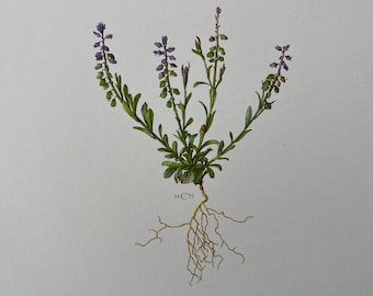 Botanical bitter milkwort print. vintage flower en plant lithography. illustration and wall art from 1960s