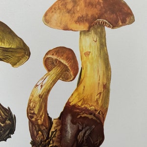 CORTINARIUS AGARICS mushroom print. Antique and vintage biology and nature lithograph. Spore illustration and poster from 1960s image 2
