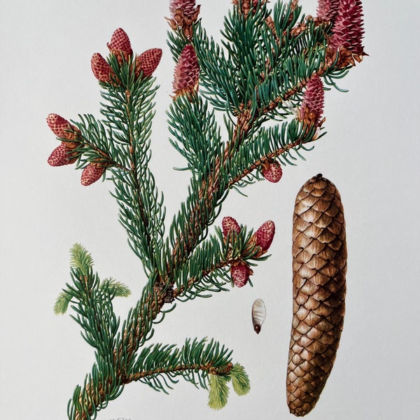 NORWAY SPRUCE botanical print. Antique and vintage natural sciences and biology lithography. Plant illustration and wallart from 1960s