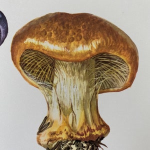 CORTINARIUS AGARICS mushroom print. Antique and vintage biology and nature lithograph. Spore illustration and poster from 1960s image 4