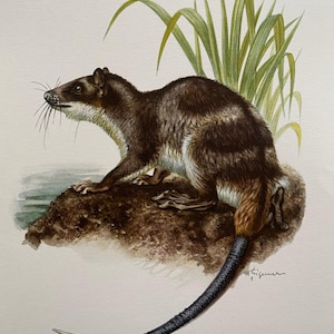 Litografía antigua y vintage de zoología y biología. Ilustración y póster de vida salvaje de los años 60.