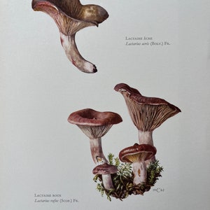 Impressão vintage de cogumelo RUFOUS MILKCAP de 1960. Litografia antiga de biologia e natureza. Ilustração e pôster de esporos.