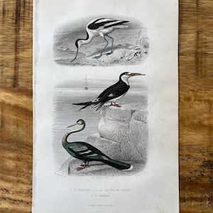 Antique bird Avocet, black skimmer and darter print from 1850. Original and rare ornithology and natural history steel engraving Buffon.
