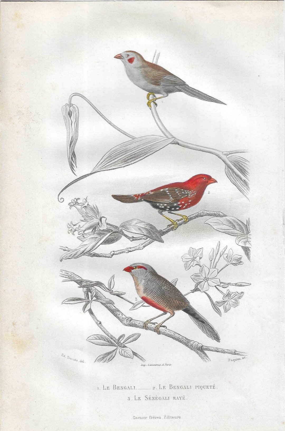 Antique Bengali, Bengali Rouge Finch Bird Print From 1850. Original and ...
