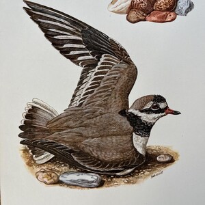 Vintage 1955 Common Ringed Plover Print, Antique Bird Lithograph