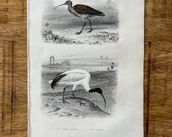 Grabado antiguo de zarapito e ibis de 1850, grabado en acero coloreado a mano