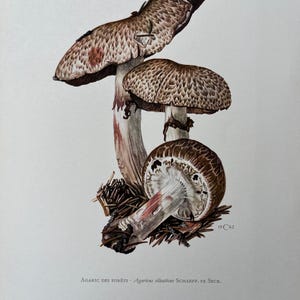 Stampa vintage di funghi squamosi del legno del 1960. Litografia antica di biologia e natura. Illustrazione e poster di spore