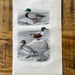 Antique bird mallard, northern shoveler and Eurasian wigeon print from 1850. Original and rare ornithology steel engraving Buffon.