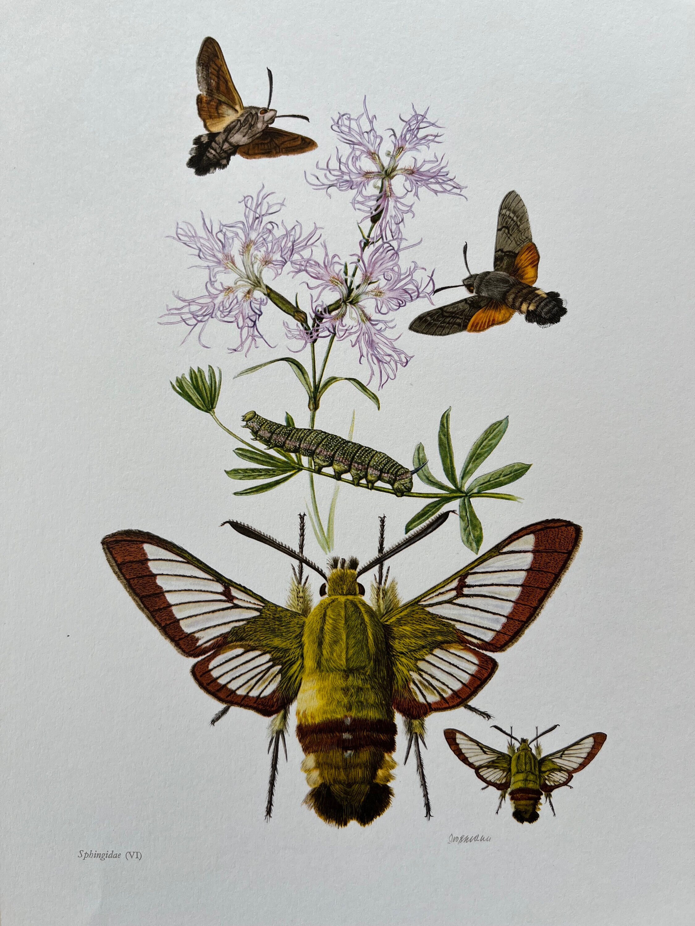 Hawk Moth Print | Vintage Zoology Lithograph, 1960s Insect Illustration ...