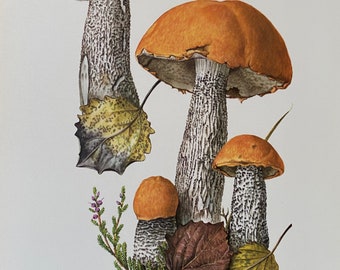Op de afbeelding: Een botanische illustratie van verschillende oranje en bruine paddenstoelen, met getextureerde stelen en afgeronde doppen. De afbeelding bevat gevallen bladeren in bruin- en geeltinten, groene bladslierten en tekst onderaan.