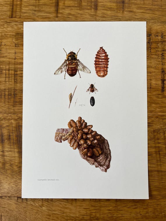 ハトの図版　アンティーク版画　マイヤー百科事典　ドイツ　リトグラフ　鳩　額付 ハトの図版 アンティーク版画 マイヤー百科事典 ドイツ