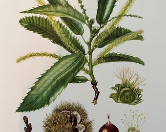 SWEET CHESTNUT botanical print. Antique and vintage natural sciences and biology lithography. Plant illustration and wallart from 1960s