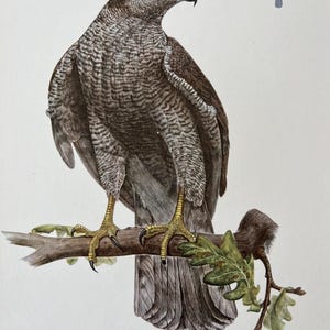 1955 Vintage Eurasian goshawk bird print. Antique ornithology and biology lithograph. Wildlife Accipiter gentilis illustration and poster