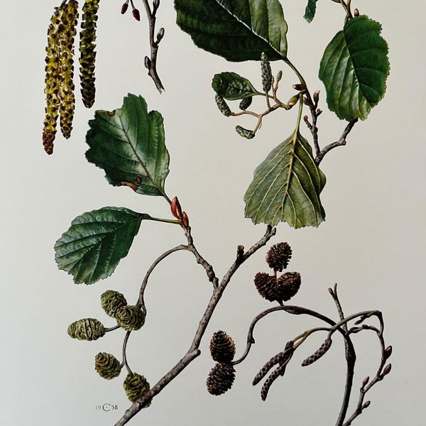 Vintage Common Alder Botanical Print, Natural Science Illustration