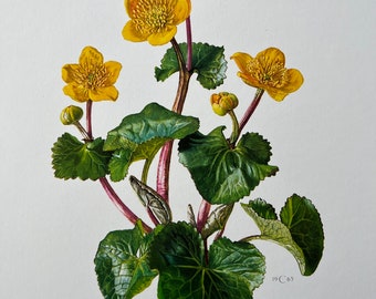 botanical MARSH-MARIGOLD kingcup flower print. Vintage flower en plant lithography. Illustration and wall art from 1960s